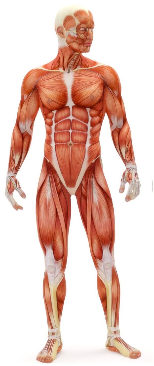 Detailed anatomical illustration showing the muscles of the human body from a frontal view.