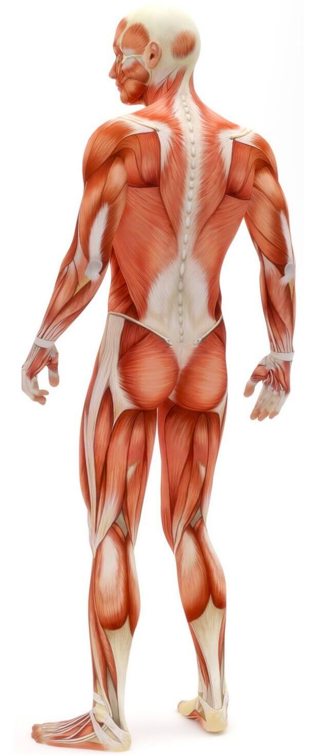 Detailed anatomical illustration depicting the muscles of the human back, posterior view of the muscular system.
